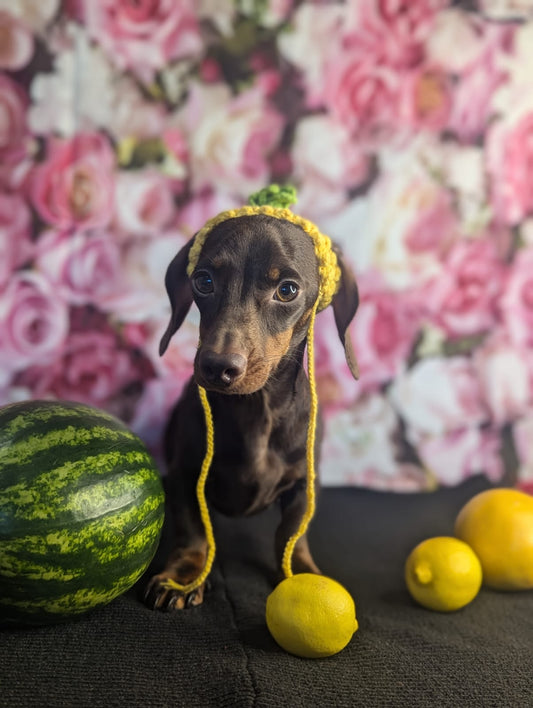 Pineapple dog hat